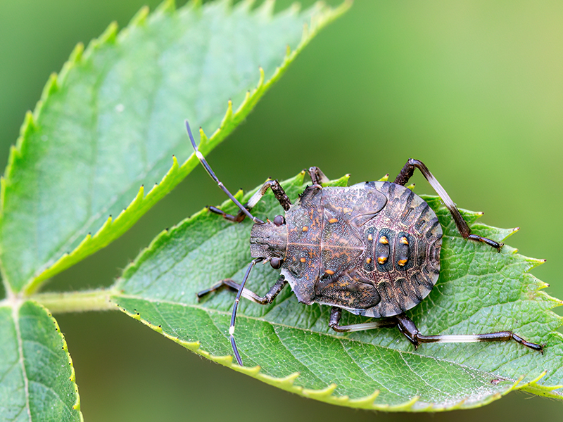 Halyomorpha halys (5.Nymphenstadium)