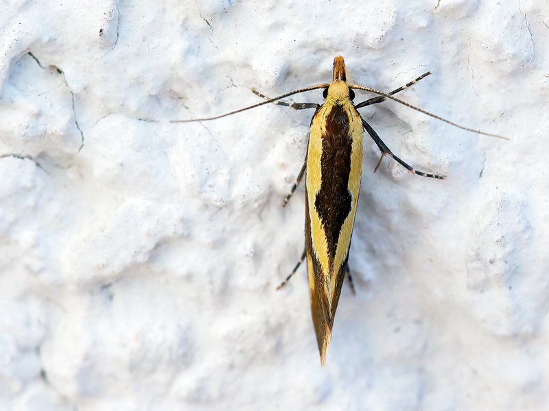 Harpella forficella