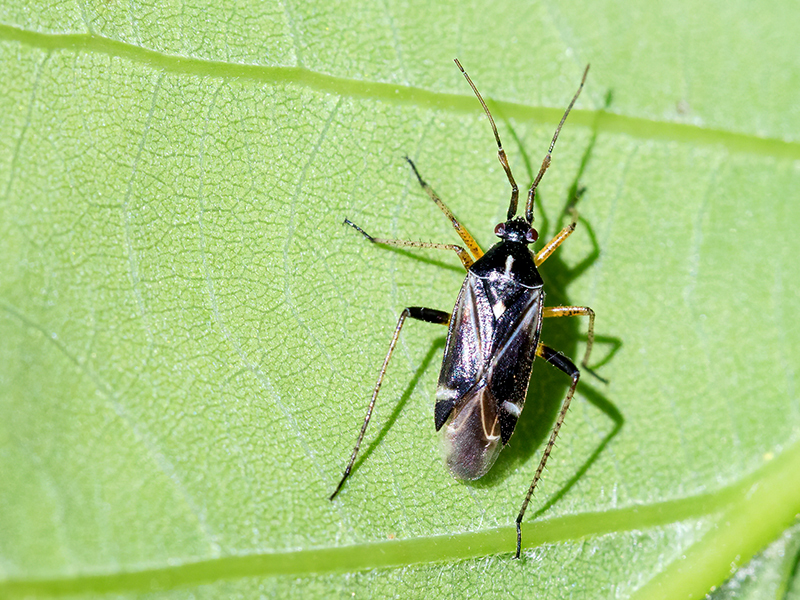 Harpocera thoracica (Männchen)
