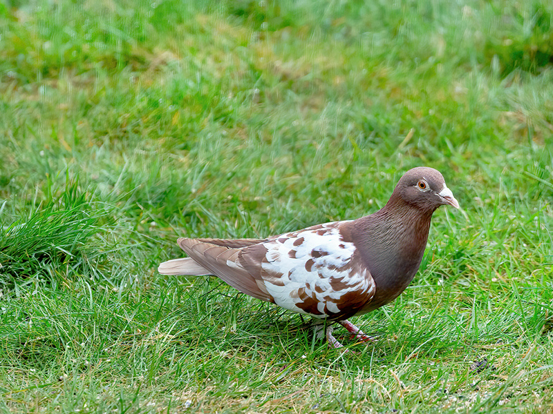 Haustaube (Farbvariante)