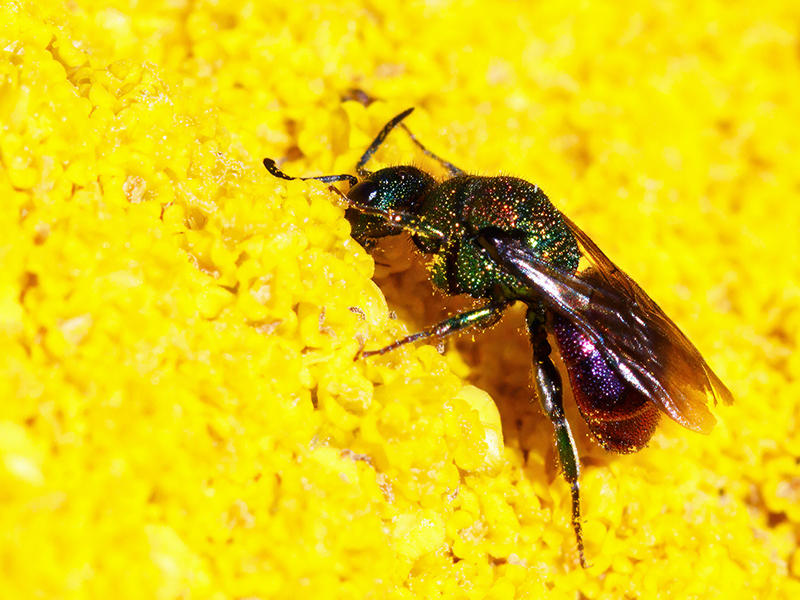 Hedychridium ardens