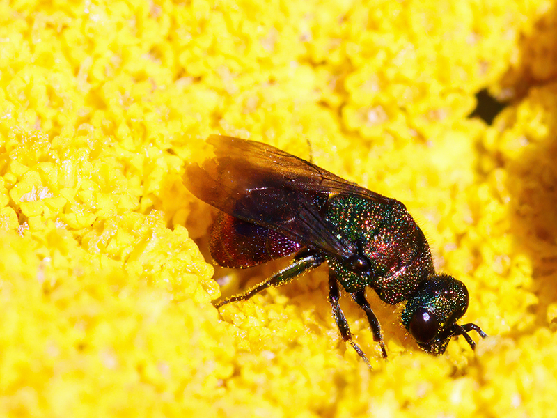 Hedychridium ardens