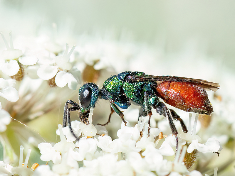 Hedychridium roseum