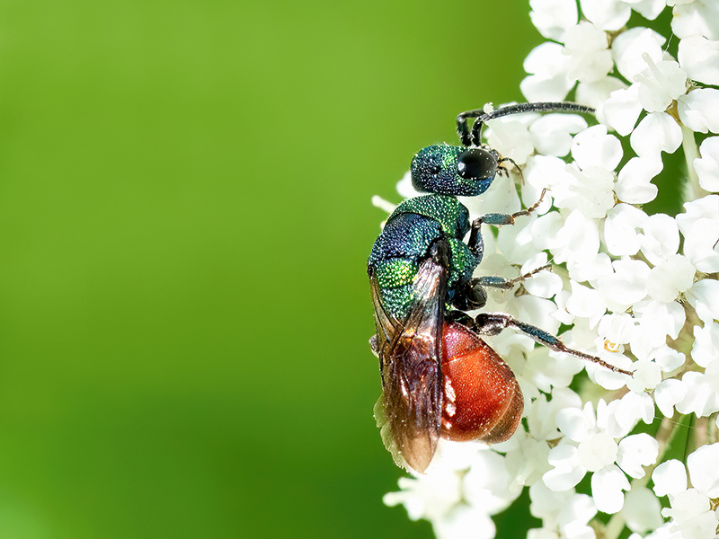 Hedychridium roseum