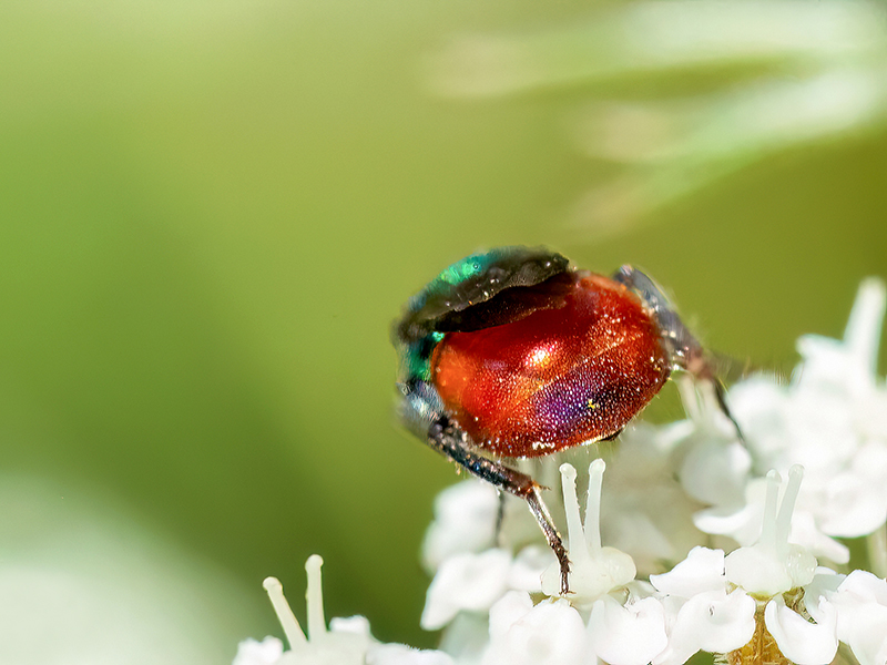 Hedychridium roseum