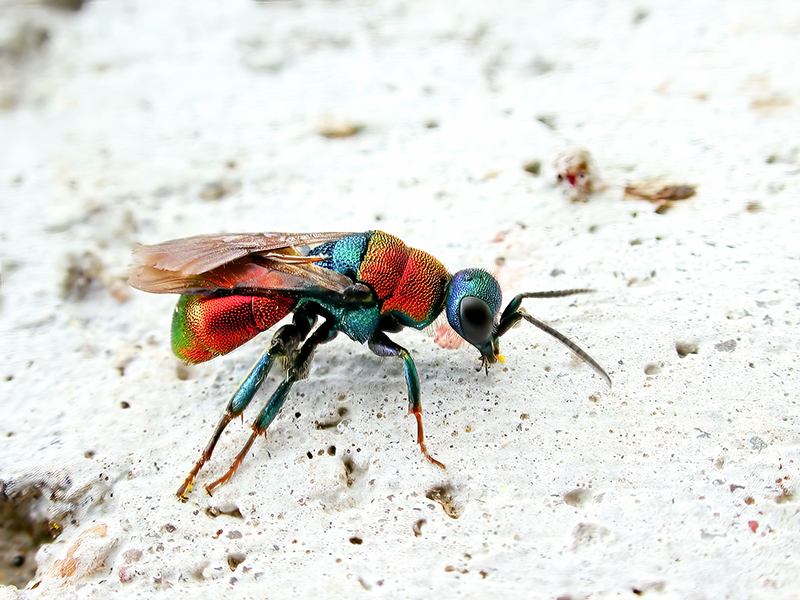 Hedychrum nobile