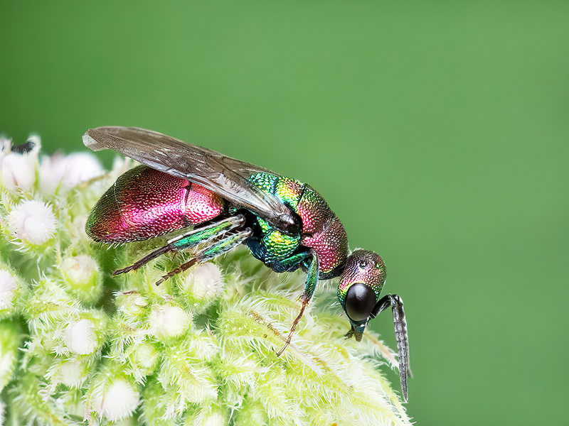 Hedychrum rutilans