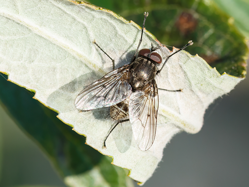 Helina evecta (Männchen)