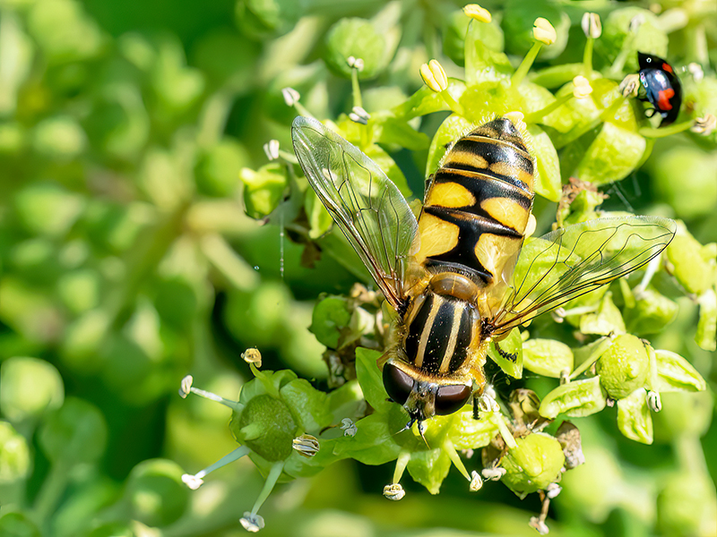 Helophilus hybridus (Weibchen)