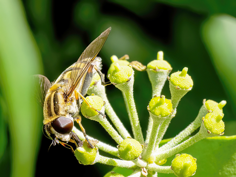 Helophilus hybridus (Weibchen)