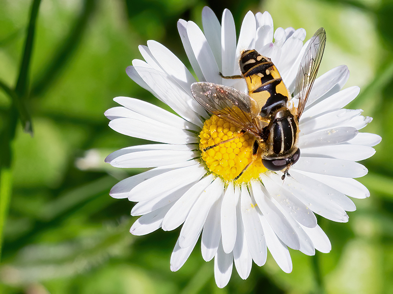 Helophilus pendulus (Männchen)