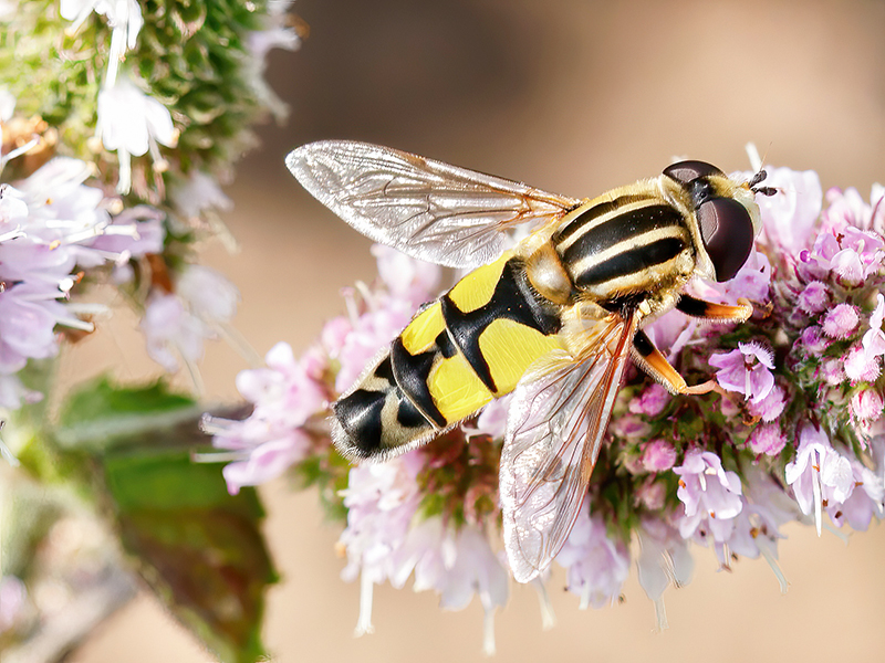 Helophilus trivittatus (Männchen)