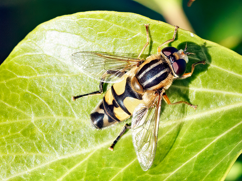 Helophilus trivittatus (Männchen)
