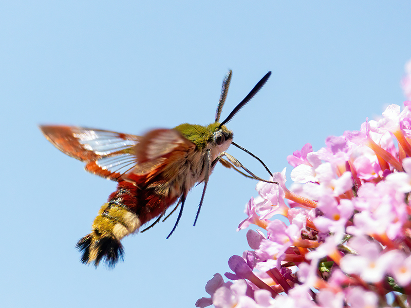 Hemaris fuciformis