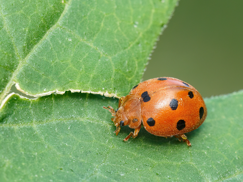Henosepilachna argus