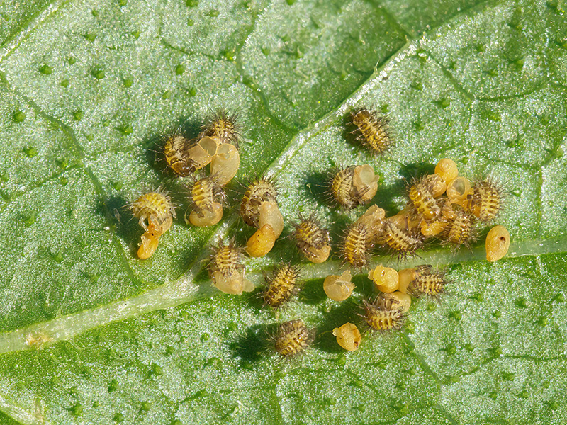 Henosepilachna argus (Junglarven)