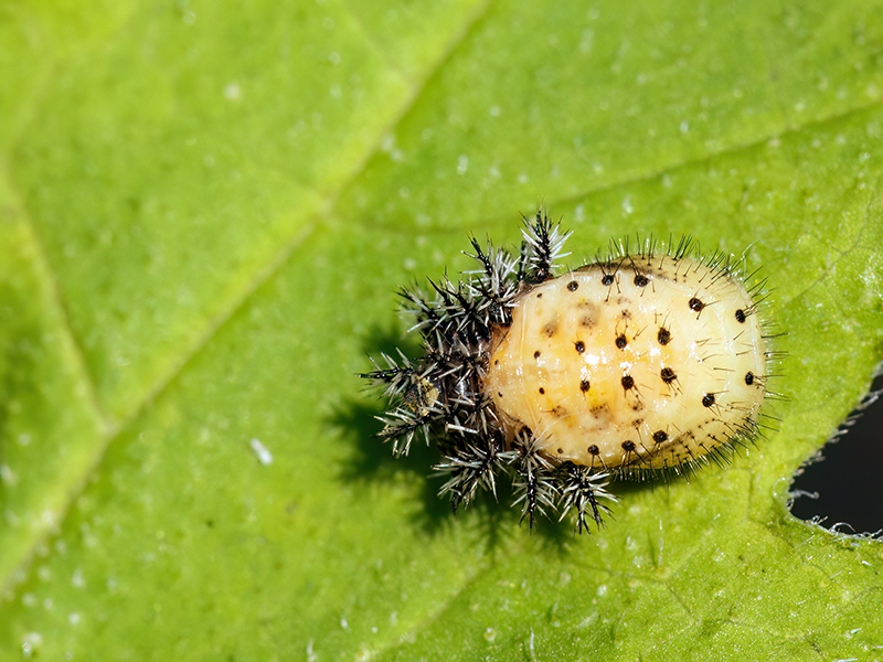 Henosepilachna argus (Puppe)