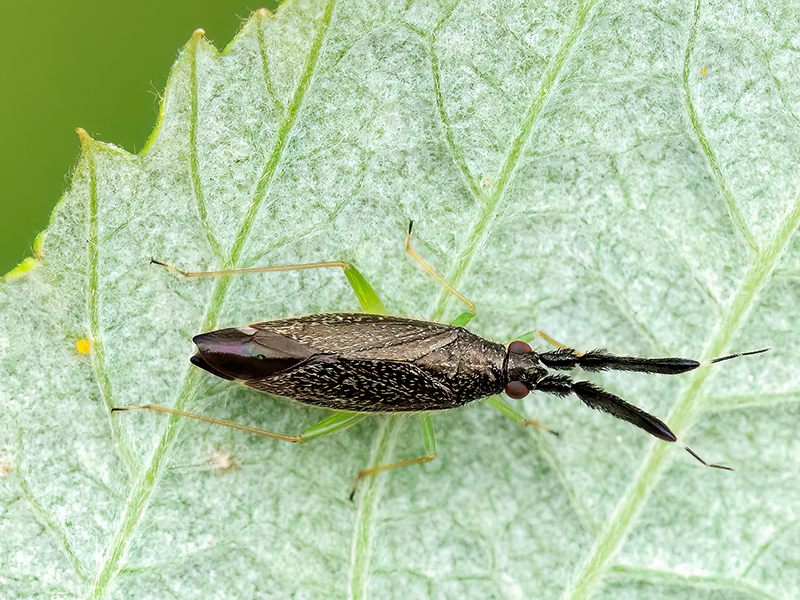 Heterotoma planicornis