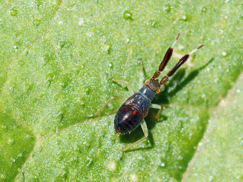 Heterotoma planicornis (Nymphe)