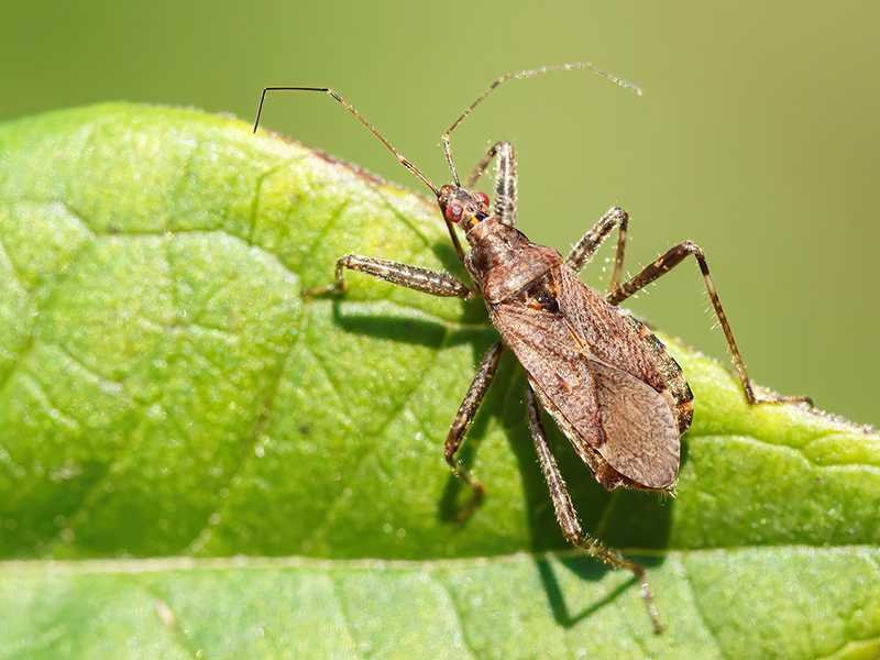 Himacerus apterus (makropteres Weibchen)