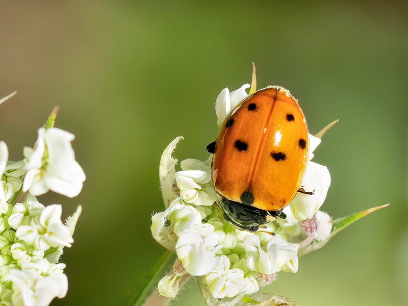Hippodamia variegata