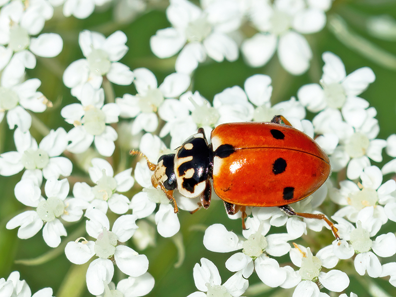 Hippodamia variegata