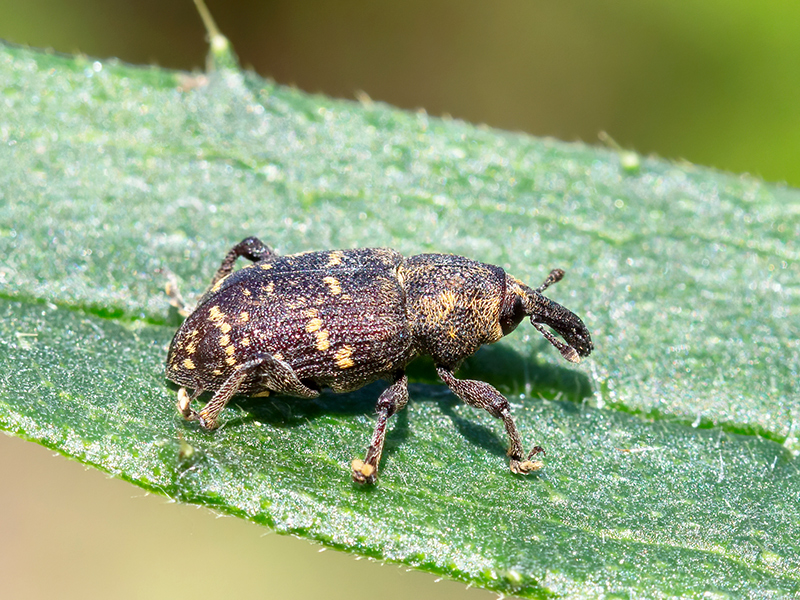 Hylobius abietis