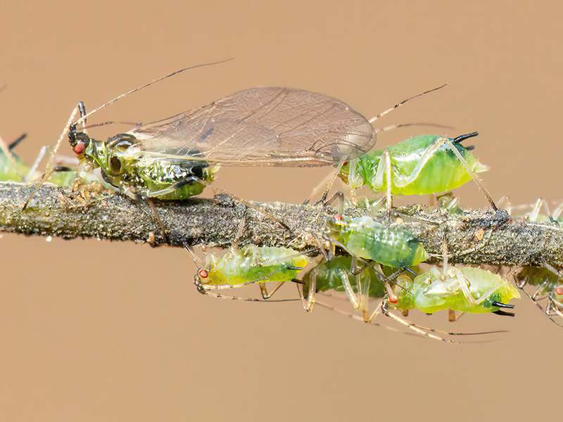 Impatientinum asiaticum
