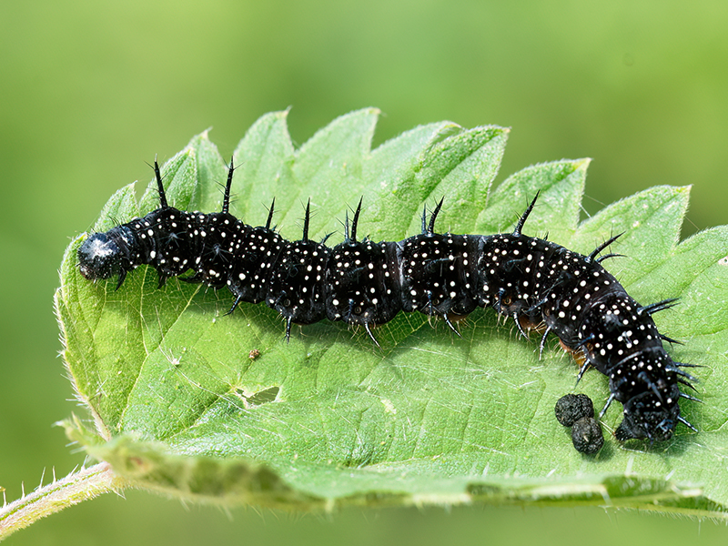 Inachis io (Raupe)