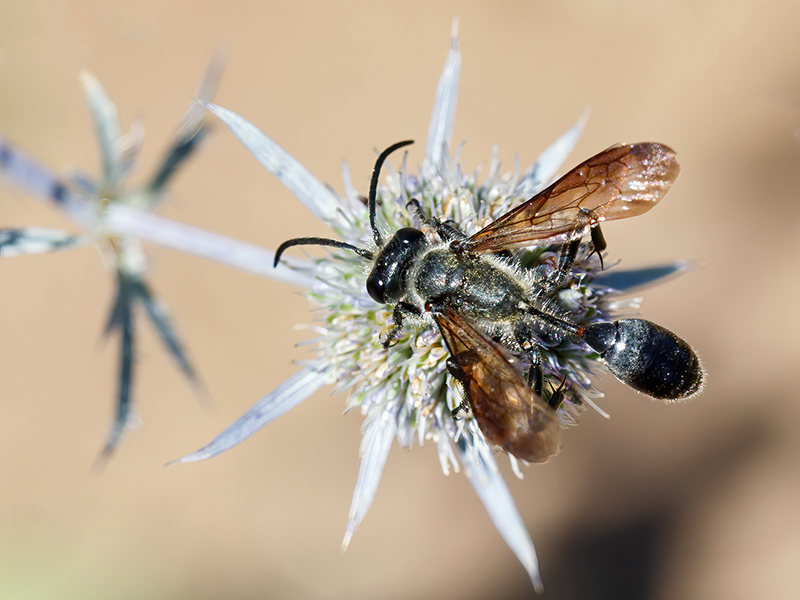 Isodontia mexicana