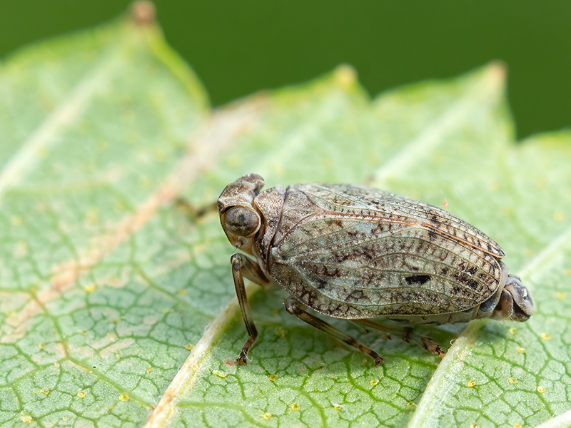 Issus coleoptratus (Männchen)