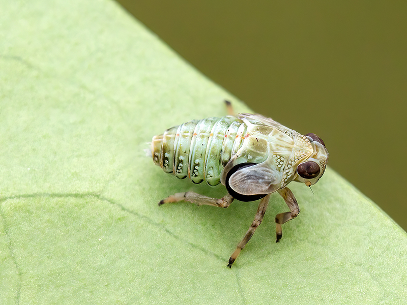 Issus coleoptratus (Nymphe mit Larve von Dryinus collaris)