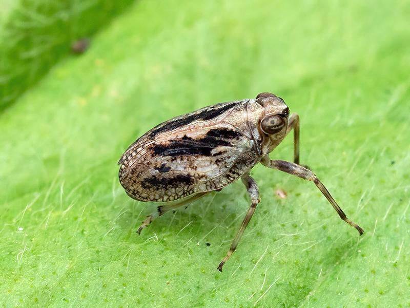 Issus coleoptratus (Weibchen)