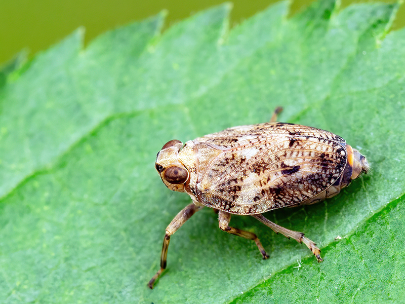 Issus coleoptratus (Weibchen)