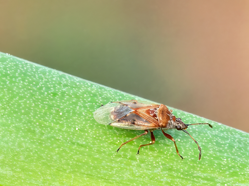 Kleidocerys resedae
