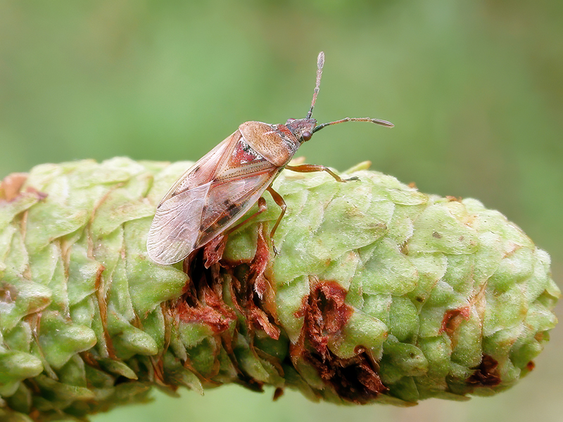 Kleidocerys resedae