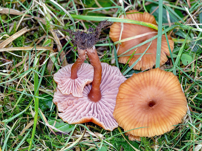 Laccaria laccata