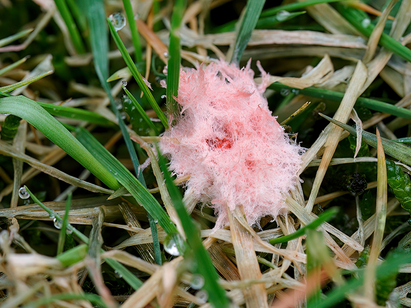 Laetisaria fuciformis