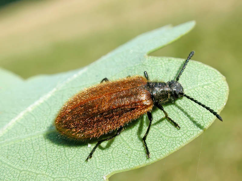 Lagria hirta