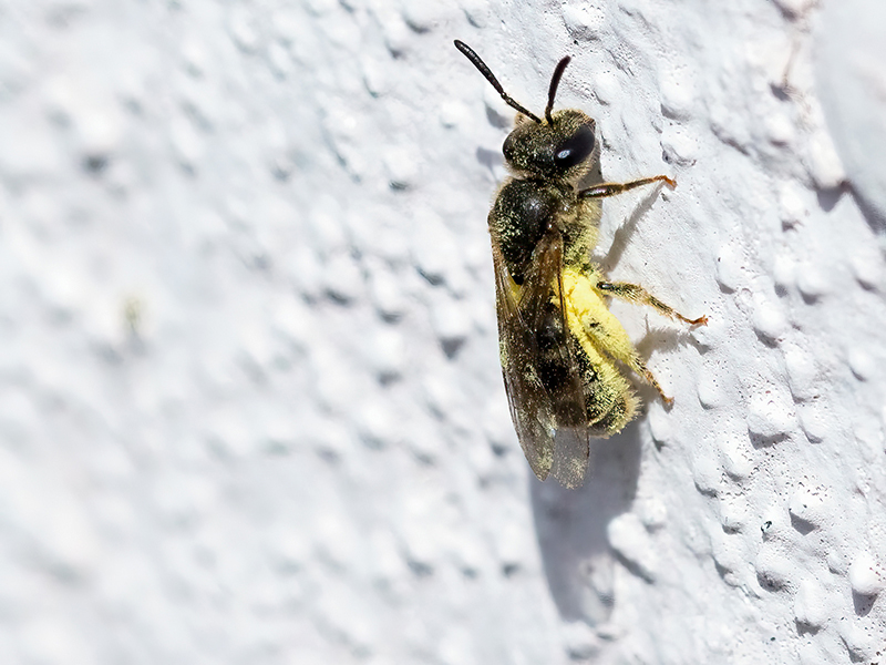 Lasioglossum laticeps (Arbeiterin aus 1. Brut)
