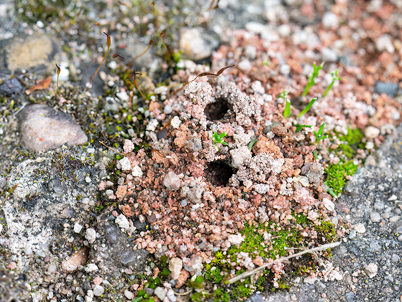Lasioglossum laticeps (Nester)