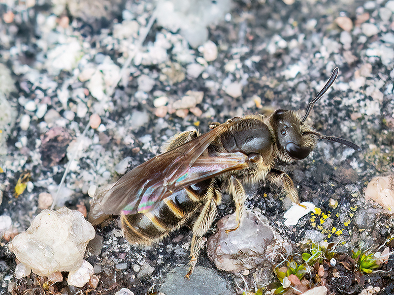 Lasioglossum laticeps (Weibchen)