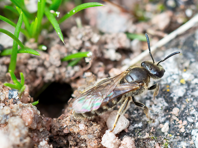 Lasioglossum laticeps (Weibchen)