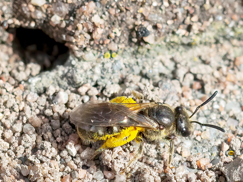 Lasioglossum laticeps (Weibchen)