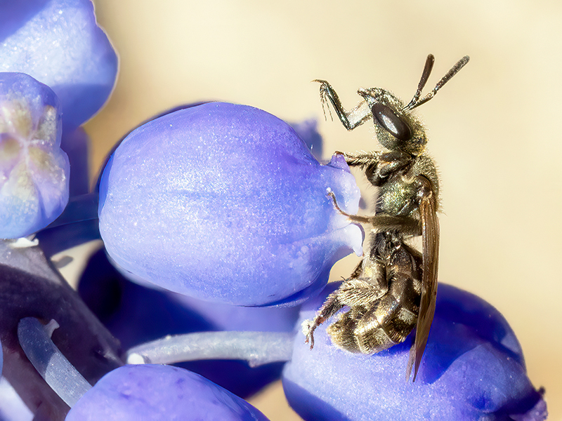 Lasioglossum nitidulum (Weibchen)
