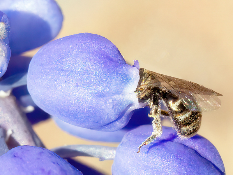 Lasioglossum nitidulum (Weibchen)