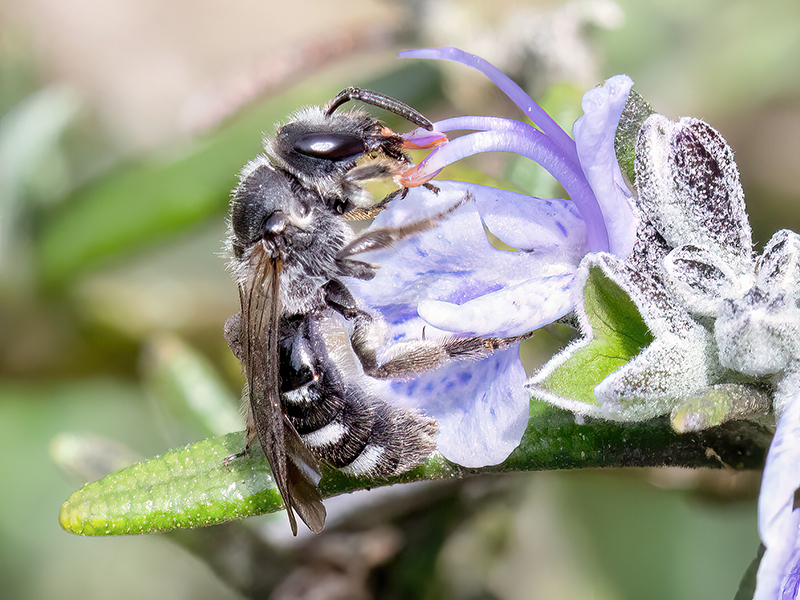 Lasioglossum sexnotatum (Weibchen)