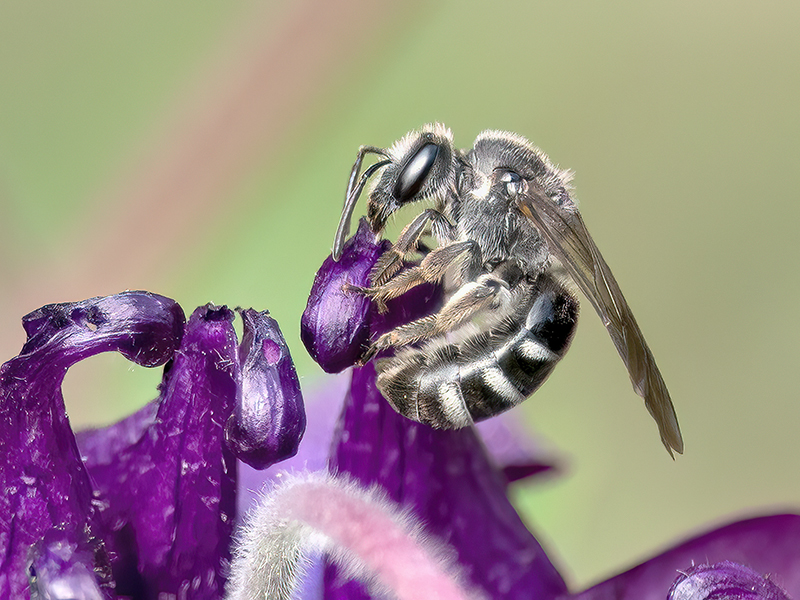 Lasioglossum sexnotatum (Weibchen)