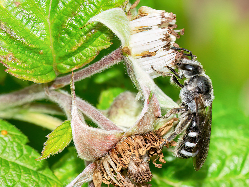 Lasioglossum sexnotatum (Weibchen)