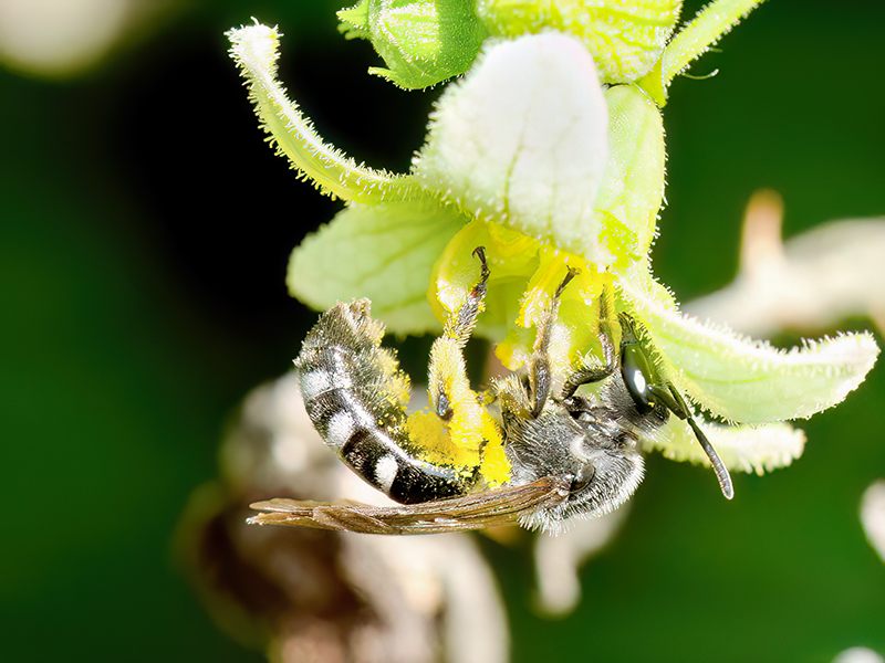 Lasioglossum sexnotatum (Weibchen)